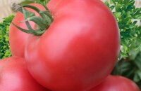 Неприхотливый гибрид томат Кукла Маша F1 — где выращивать сорт, чтобы получить высокий урожай