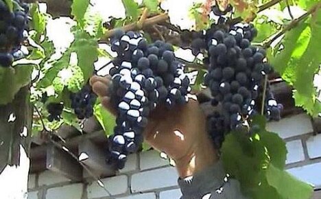 Фото болезней винограда и борьба с ними