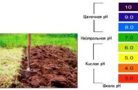 Как определить кислотность почвы научными и народными методами