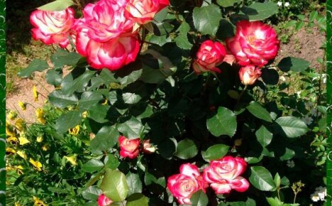 Секреты роскошного цветения розы Юбилей принца Монако