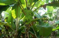 Как растут бананы — особенности роста и плодоношения «заморских фруктов»