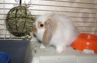 Как ухаживать за декоративными кроликами — основные правила