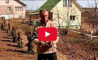 Обрезка молодых деревьев (до плодоношения) — видео