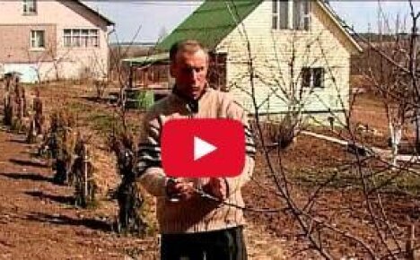 Обрезка молодых деревьев (до плодоношения) — видео