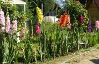 Как подвязывать гладиолусы — практические советы опытных садоводов