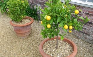 Увеличиваем плодоношение комнатного лимона