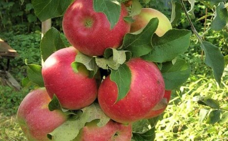 Посадка и уход за эмигранткой из Канады яблоней сорта Лобо