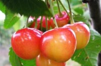 Самый урожайный желтоплодный сорт — черешня Франц Иосиф