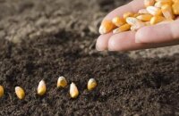 Сроки посадки кукурузы в Подмосковье