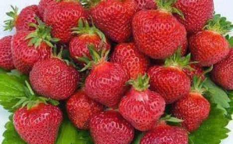 Выращиваем на даче вкусные ягоды клубники Альбион