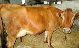 Породы коров для молочного животноводства и их содержание