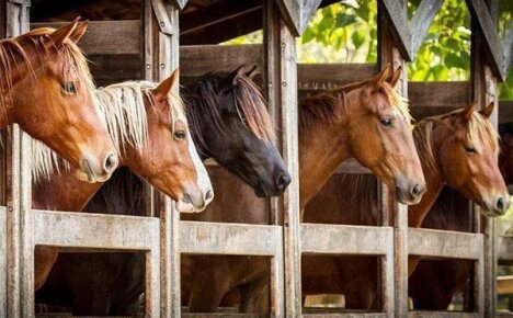 Грамотный уход за лошадьми: содержание, кормление и забота о здоровье