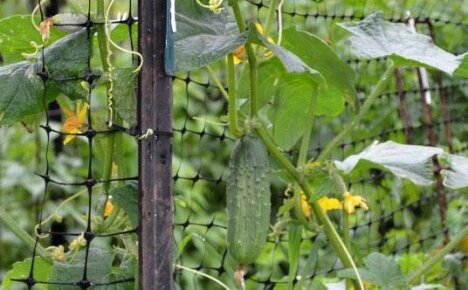 Для увеличения урожая огурцов в открытом грунте используем подвязку плетей