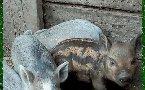 Многообещающий гибрид сомнительного происхождения – свиньи Кармалы