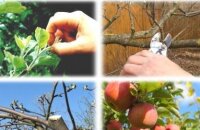 Обрезка яблонь осенью — все, что нужно знать начинающему садоводу