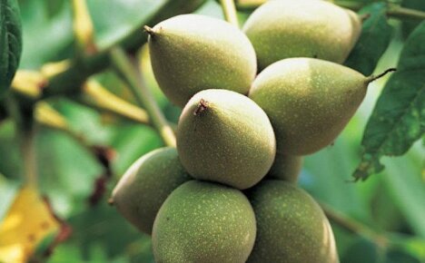 Лечебные свойства маньчжурского ореха для организма