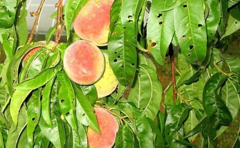 Ненасытные вредители персика: как бороться с ними и выиграть войну