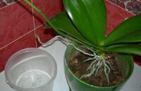 Когда пересаживать орхидею фаленопсис: сроки и особенности процедуры