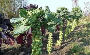 Секреты выращивания брюссельской капусты