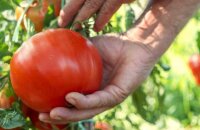 Лучшие сорта томатов для Сибири для открытого грунта и теплицы