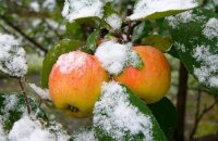 Поздние сорта яблок фото с названиями — лучший выбор для зимнего хранения