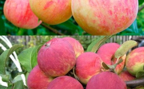 Морозостойкие яблони сорта Уралец для любимого сада