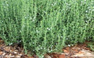 Чабер — выращивание и уход за пряной травкой в саду