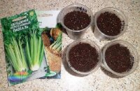 Как посадить сельдерей: особенности выращивания рассадным способом