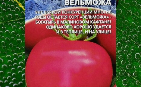 Знатный сибиряк томат Вельможа