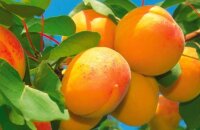 Чем уникален сорт абрикоса Персиковый и где его выращивать