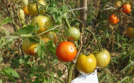 Выращивание томатов Джина в открытом грунте и в теплице