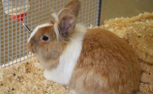 Профилактика и лечение кокцидиоза у кроликов