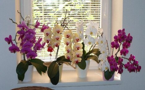 Орхидея — уход в домашних условиях за неземной красотой тропических цветов