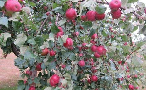 Вкусная яблоня Серебряное копытце в вашем саду
