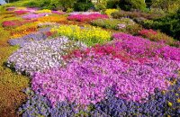 Самые красивые и яркие почвопокровные растения, цветущие все лето