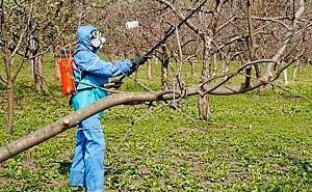 Весенняя обработка плодовых деревьев против вредителей и болезней