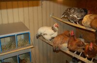 Интересные нюансы птицеводства — сколько кур можно держать в частном доме
