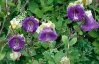 Кобея фиолетовая — идеальная лиана, которая быстро растет и шикарно цветет