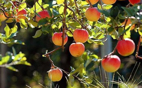 Давайте узнаем как правильно посадить яблоню летом