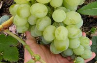 Родоначальник современных гибридов — устойчивый виноград Талисман, описание сорта, фото