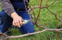 Обрезка винограда осенью: пошаговое руководство для начинающих виноградарей