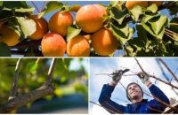 Как обрезать абрикос в зависимости от сезона и цели