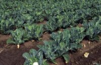Как вырастить цветную капусту: способы посадки и особенности ухода