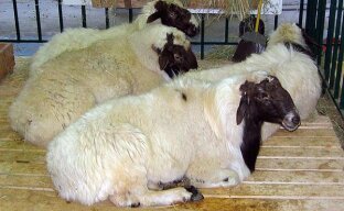 Содержание курдючных овец — овцеводство для начинающих