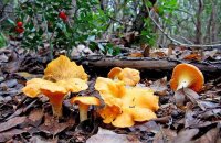 Оказывается, они бывают не только оранжевые — грибы лисички, фото и описание, ложные лисички