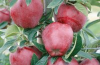 Какую особенность имеют яблоки Ред Делишес и чем они отличаются от сорта Делишес