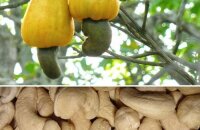 Как растет кешью или уникальные плоды — орехи на яблоке