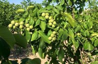 Грецкий орех в Беларуси — выращивание и популярные виды