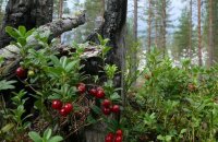 Лесные ягоды — название и фото распространенных съедобных и ядовитых культур