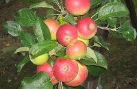 Яблоня Мантет — самый ароматный летний сорт для вашего сада